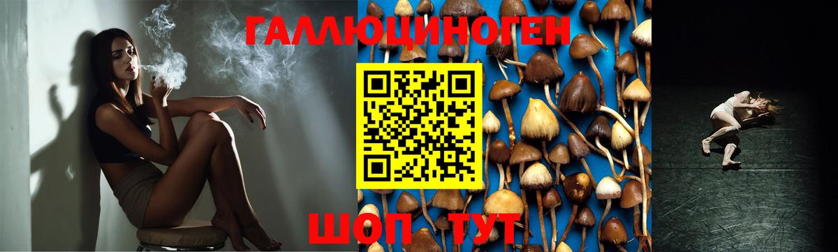 Псилоцибиновые грибы Psilocybe Ахтубинск